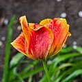 la tulipe 2022.18_rt.jpg