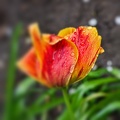 la tulipe 2022.18_rt_blur.jpg