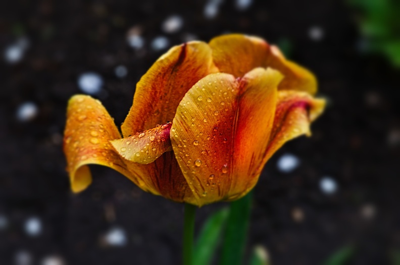 la tulipe 2022.19_rt_blur.jpg