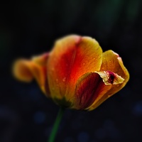 la tulipe 2022.20 rt blur