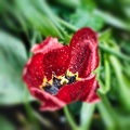 la tulipe 2022.22_rt_blur.jpg