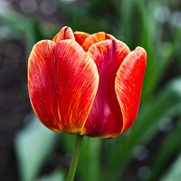 la tulipe 2022.23 rt