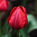 la tulipe 2022.24_rt_blur.jpg