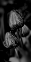 la tulipe 2022.25 rt blur bw