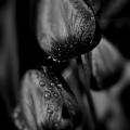 la tulipe 2022.25_rt_blur_bw.jpg