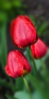la tulipe 2022.25 rt blur