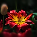 la tulipe 2022.28_rt_blur.jpg