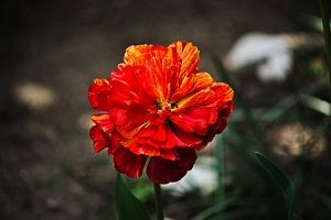 la tulipe 2022.33 rt