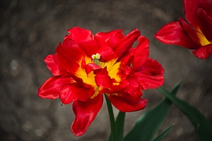 la tulipe 2022.35 rt