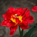 la tulipe 2022.35_rt.jpg