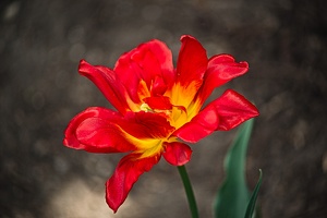 la tulipe 2022.36 rt