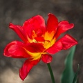 la tulipe 2022.36 rt