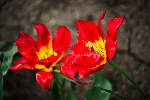 la tulipe 2022.40 rt