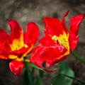 la tulipe 2022.40 rt