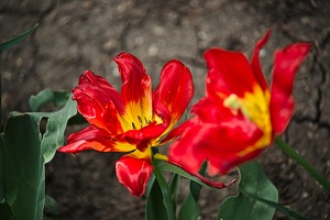 la tulipe 2022.41 rt