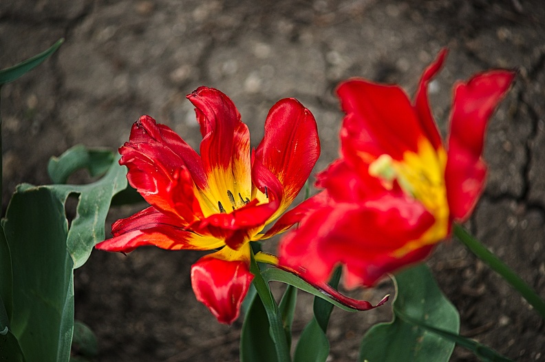 la tulipe 2022.41_rt.jpg
