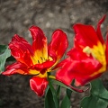la tulipe 2022.41_rt.jpg