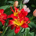 la tulipe 2022.44_rt.jpg