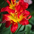 la tulipe 2022.45_rt.jpg