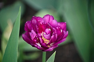 la tulipe 2022.48 rt