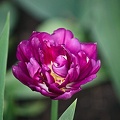 la tulipe 2022.48 rt