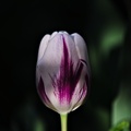la tulipe 2022.55_rt.jpg
