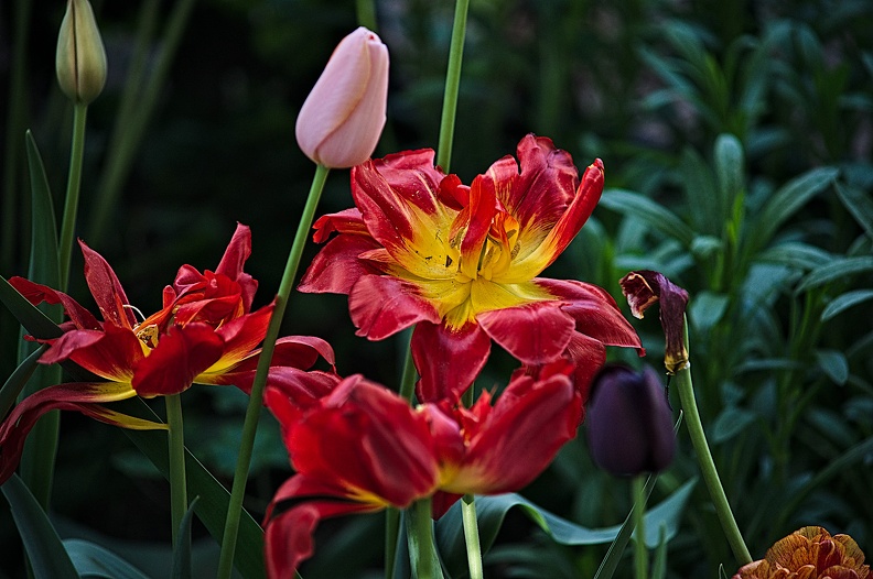 la tulipe 2022.62_rt.jpg