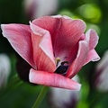 la tulipe 2022.66 rt