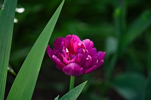 la tulipe 2022.69 rt