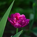 la tulipe 2022.69_rt.jpg