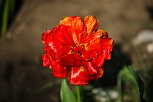 la tulipe 2022.70 rt