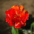 la tulipe 2022.70 rt