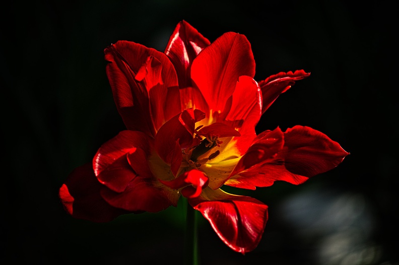la tulipe 2022.74_rt.jpg