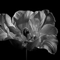 la tulipe 2022.76_rt_bw.jpg