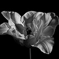 la tulipe 2022.77_rt_bw.jpg