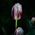 la tulipe 2022.83_rt.jpg