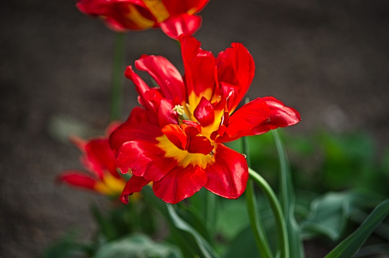 la tulipe 2022.86_rt.jpg