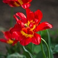la tulipe 2022.86 rt