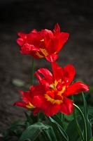 la tulipe 2022.88 rt