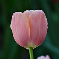 la tulipe 2022.99 rt