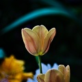 la tulipe 2022.100_rt.jpg