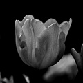 la tulipe 2022.102_rt_bw.jpg