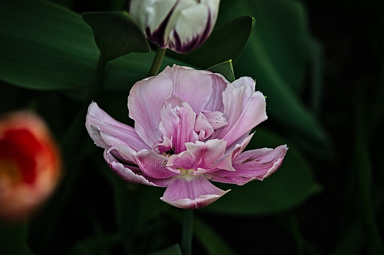 la tulipe 2022.113_rt.jpg
