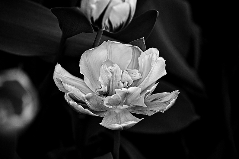 la tulipe 2022.113_rt_bw.jpg