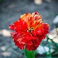 la tulipe 2022.115_rt.jpg