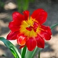 la tulipe 2022.117 rt