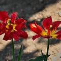 la tulipe 2022.118_rt.jpg