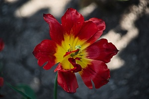 la tulipe 2022.120 rt