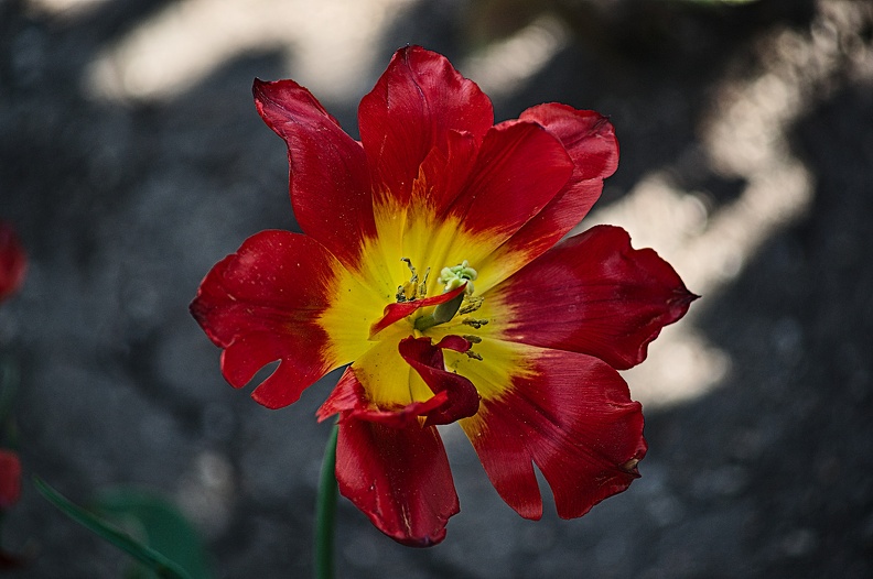 la tulipe 2022.120_rt.jpg