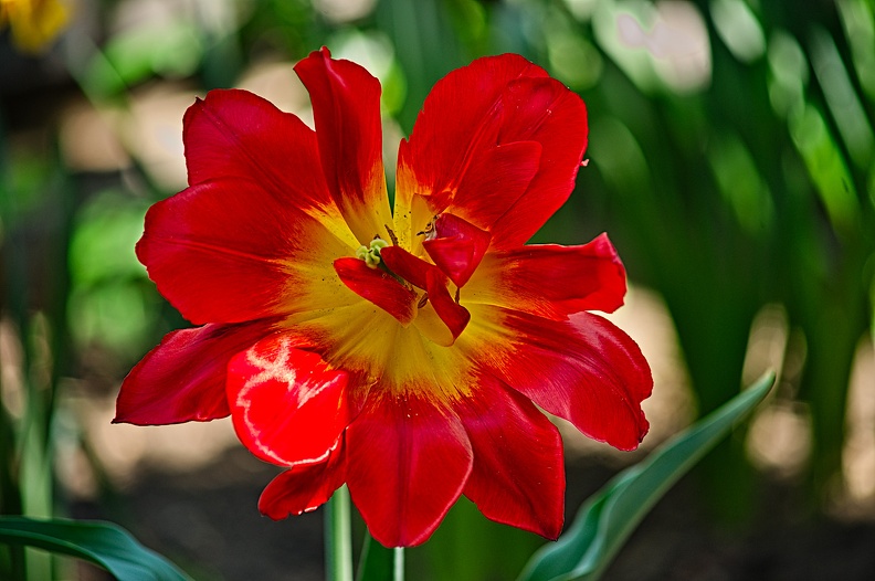 la tulipe 2022.125_rt.jpg